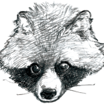 tanuki